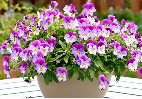 Kỹ thuật trồng Hoa Pansy