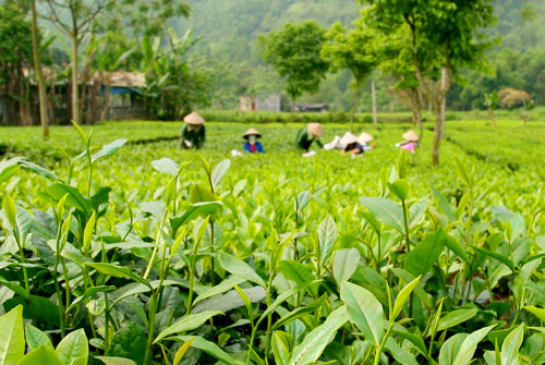 Làng nghề chế biến chè Trung Hạ Chu Minh