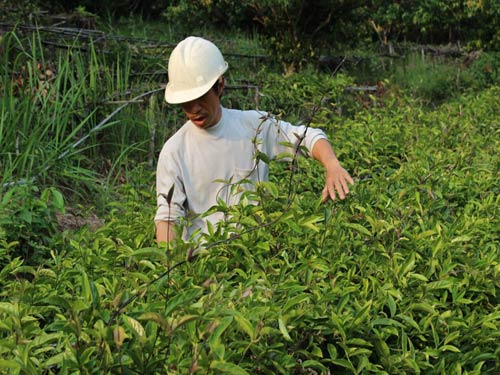 Kỹ thuật trồng cây Ba Kích