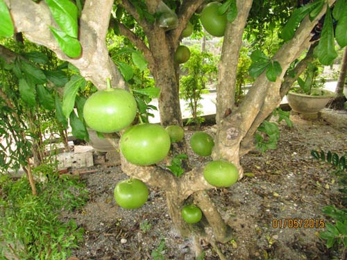 Kỹ thuật trồng cây Đào Tiên