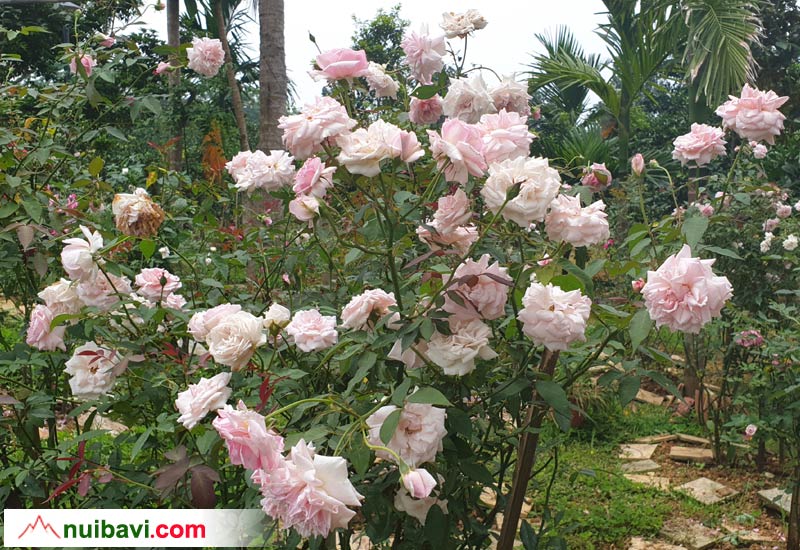 Hoa hồng Đào cổ Việt Nam giống hồng nhất định phải có trong vườn