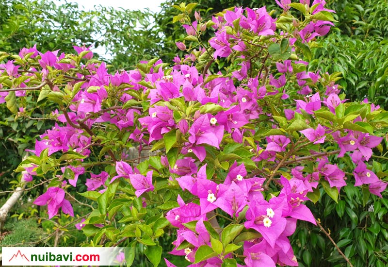 Hoa giấy bonsai