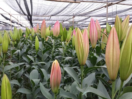 Kỹ thuật chăm sóc cây Hoa Lily