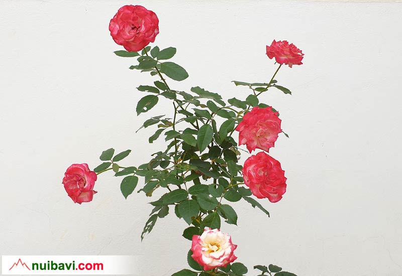 Kỹ thuật trồng và chăm sóc cây hoa hồng Sếu