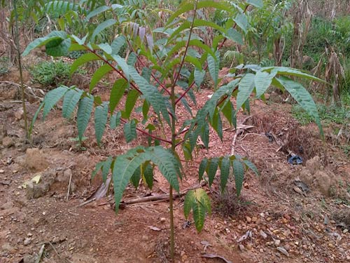 Kỹ thuật trồng cây Xoan Đào