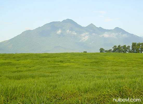 Núi Ba Vì nhìn từ đồng cỏ Ba Vì