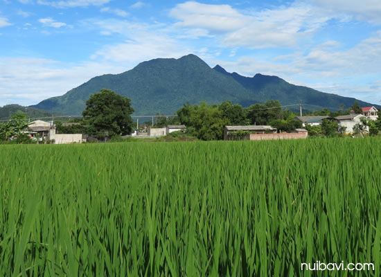 Núi Ba Vì từ vườn chè