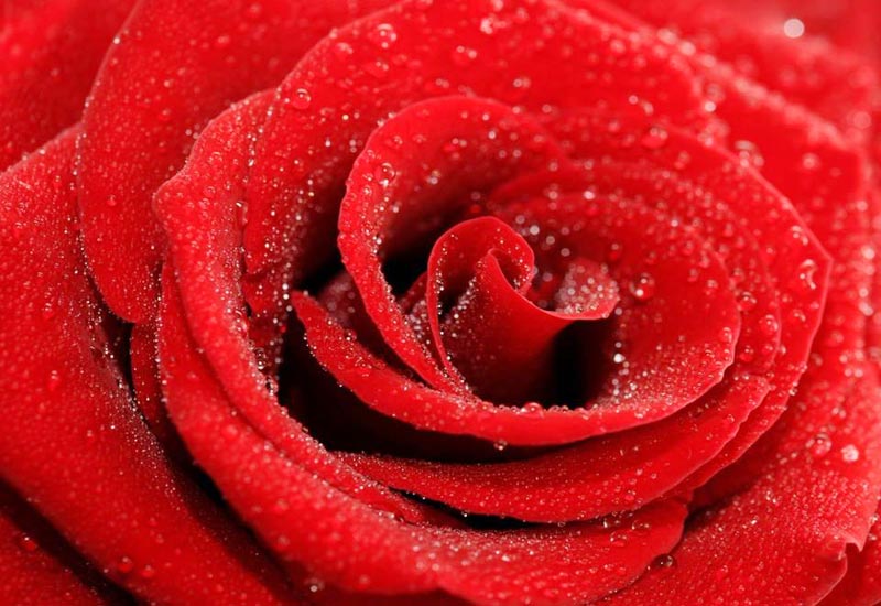 Bông hoa hồng rực rỡ