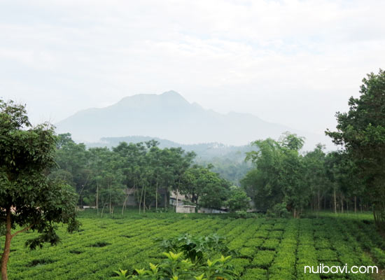 Núi Ba Vì từ vườn chè