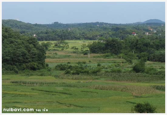 Cánh đồng