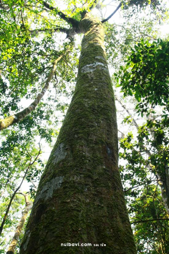 Cây cổ thụ