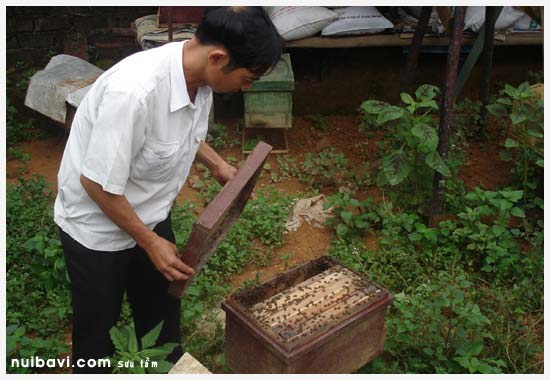 Chủ của đàn ong mật