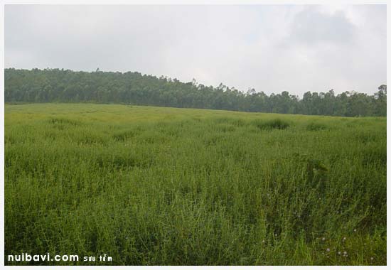 Giống cỏ mới