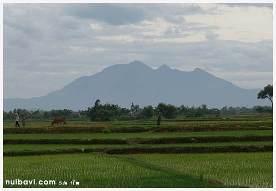 Cánh đồng Ba Vì