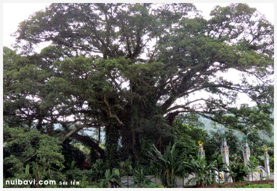 Tán rộng