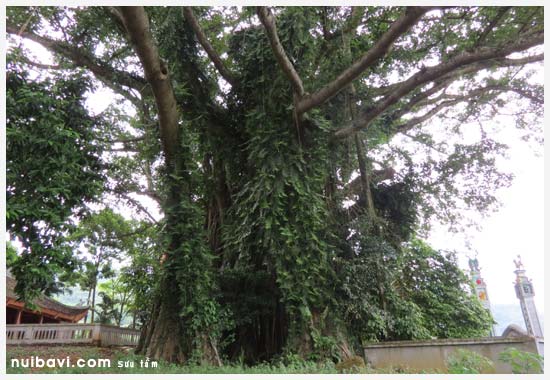 Gốc cây quá lớn