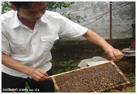 Kiểm tra đàn ong