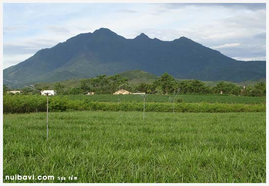 Phun nước tưới cỏ