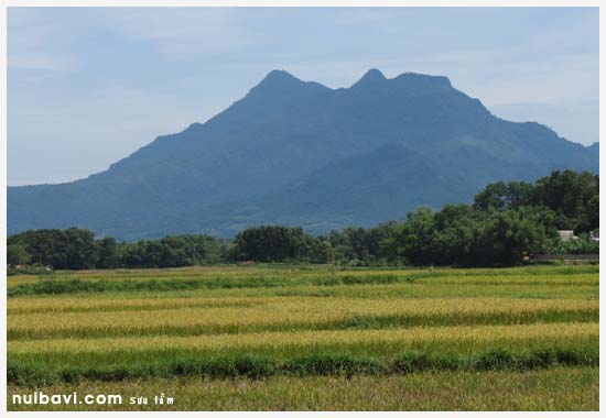 Lúa ở Ba Vì