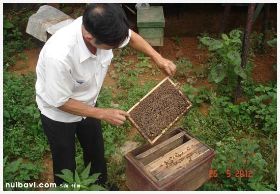 Thăm đàn ong mật