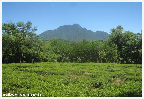 Vườn chè dưới chân núi