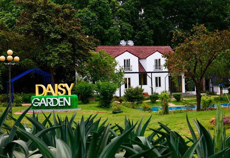 Ba Vì Daisy Garden