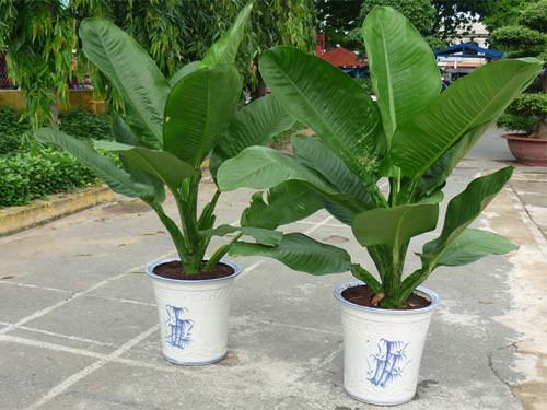 Cách chăm sóc cây đại phú gia
