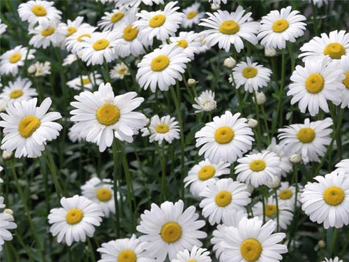 Top 106+ cây hoa cúc trắng