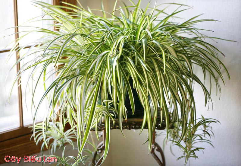9 Loại cây Phong Thủy trồng trong nhà mang lại tài lộc và sức khỏe | Cây  trồng trong nhà | Cây phong thủy