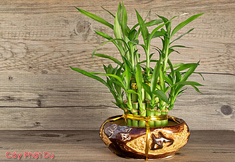 9 Loại cây Phong Thủy trồng trong nhà mang lại tài lộc và sức khỏe | Cây  trồng trong nhà | Cây phong thủy