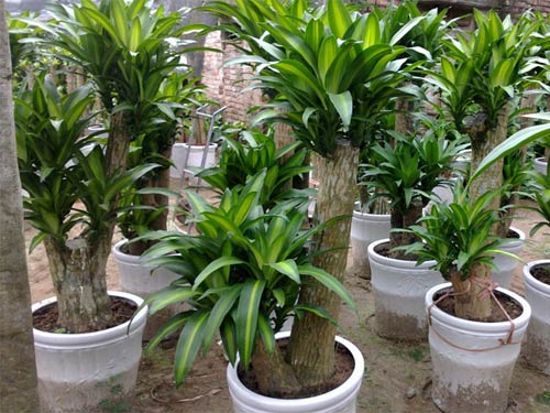 Cách chăm sóc cây thiết mộc lan