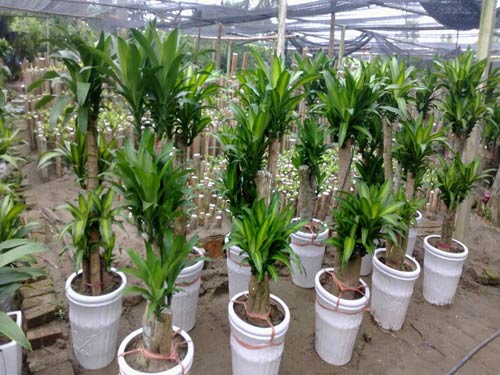 Cách chăm sóc cây thiết mộc lan