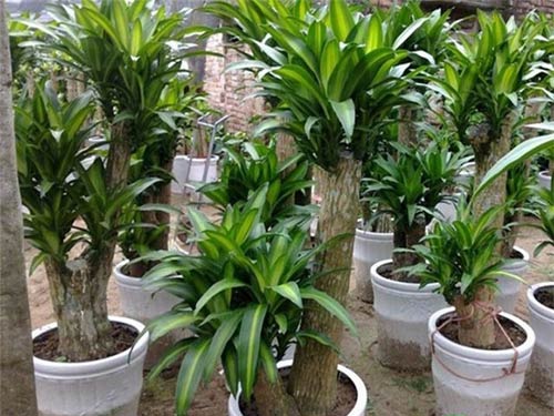 Cách chăm sóc cây thiết mộc lan