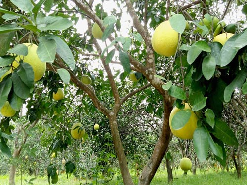 Kỹ Thuật Trồng và chăm sóc Cây Bưởi Phúc Trạch, ky thuat trong va cham soc cay buoi phuc trach Kỹ Thuật Trồng Và Chăm Sóc Cây Bưởi Phúc Trạch, Ky Thuat Trong Va Cham Soc Cay Buoi Phuc Trach