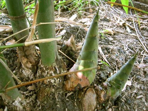 Kỹ thuật trồng cây Măng Bát Độ