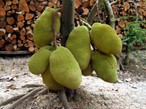 Kỹ thuật trồng cây Mít Thái (Siêu Sớm)