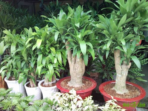 Kỹ thuật trồng và chăm sóc cây Thiết Mộc Lan, ky thuat trong va cham soc cay thiet moc lan Kỹ Thuật Trồng Và Chăm Sóc Cây Thiết Mộc Lan, Ky Thuat Trong Va Cham Soc Cay Thiet Moc Lan